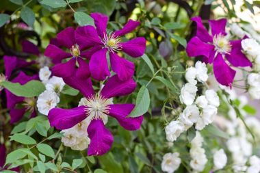 Gouden plantcombinatie: klimroos en clematis