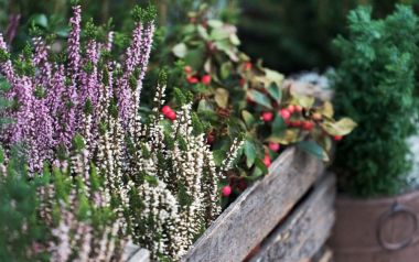 Kleurrijke tuinplanten voor in de winter