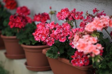 Populaire perkplanten