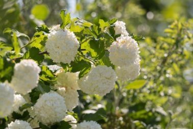 Populaire planten in februari en maart