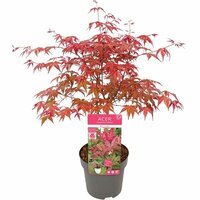 Acer pal. 'Beni-maiko'