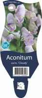 Aconitum cam. 'Cloudy'