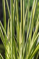 Acorus calamus Gramineus