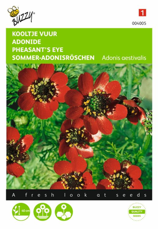 Adonis aestivalis roodbloeiend 2gram - afbeelding 1