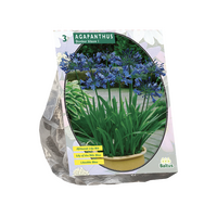 Agapanthus donkerblauw 3st