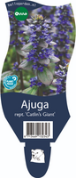 Ajuga reptans 'Catlins Giant'