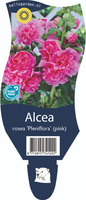 Alcea rosea 'Pleniflora Pink'