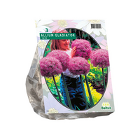 Allium gladiator 3st