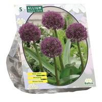 Allium ostara 5st