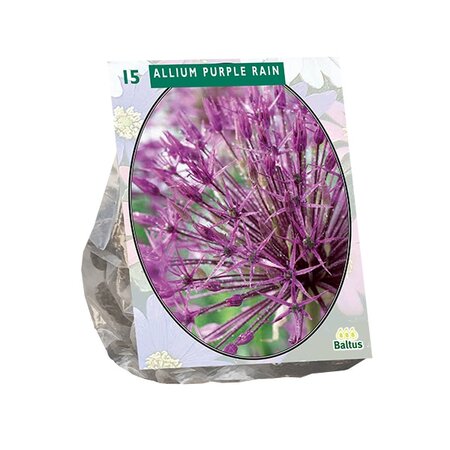 Allium purple rain 15st