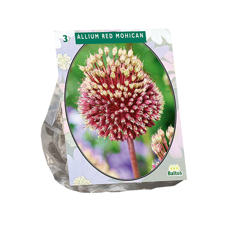 Allium red mohican 3st