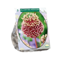 Allium red mohican 3st