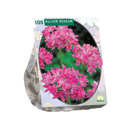 Allium roseum 100st