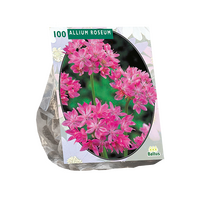 Allium roseum 100st