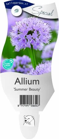 Allium sen. 'Summer Beauty'