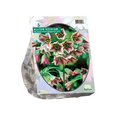 Allium siculum bulgaricum 5st