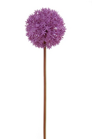 Allium steel l80cm violet