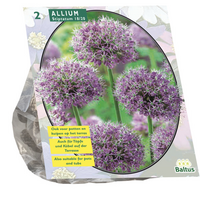 Allium stipitatum 2st