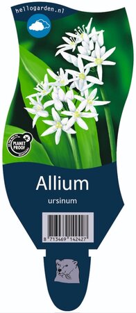 Allium ursinum P11