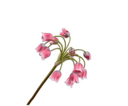 Alliumsteel l68cm roze/bruin