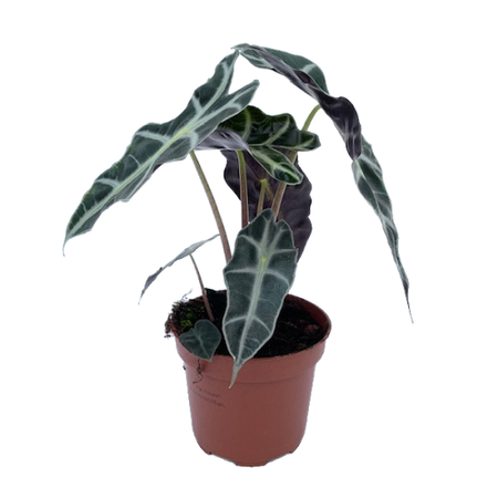 Alocasia Polly pot 14cm