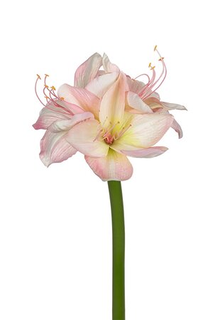 Amaryllis l65cm roze