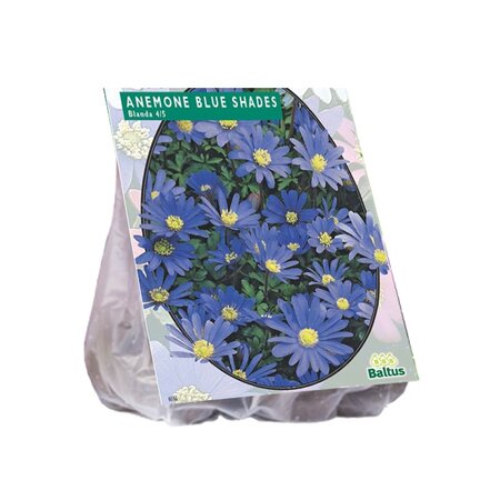 Anemone blanda blauw 100st