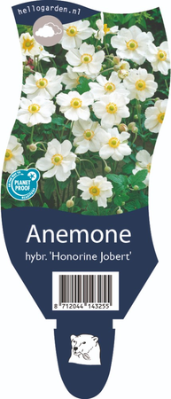 Anemone hyb. 'Honorine Jobert'