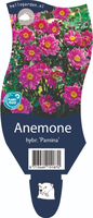 Anemone hyb. 'Pamina'