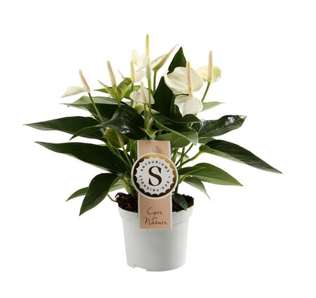 Anthurium andr. 'White Champion'