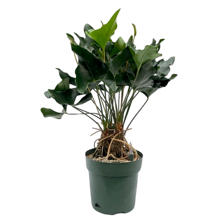 Anthurium Arrow Plant pot 30 cm