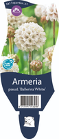 Armeria pseud. Ball. White P11