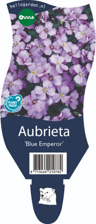 Aubrieta 'Blue Emperor'