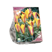 B&b - tulipa clusiana chrys 30st