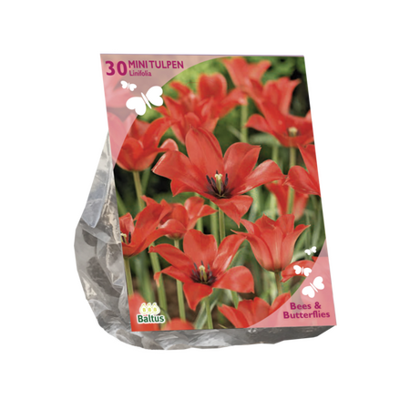 B&b - tulipa linifolia 30st