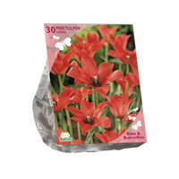 B&b - tulipa linifolia 30st