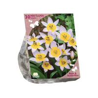 B&b - tulipa saxatilis 30st