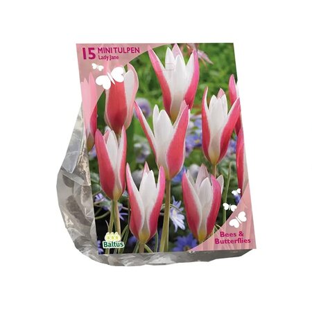 Bees - tulipa lady jane 15st