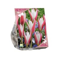 Bees - tulipa lady jane 15st