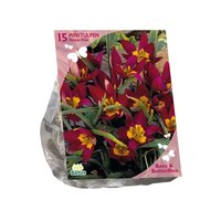 Bees - tulipa persian pearl 15st