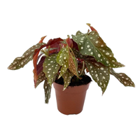 Begonia maculata pot 12cm