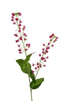 Bellflower l107cm cerise