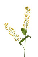 Bellflower l107cm geel