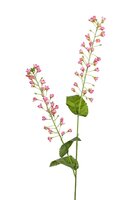 Bellflower l107cm licht roze