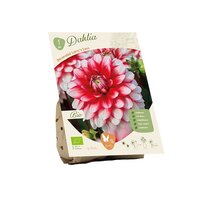 Bio dahlia dec larrys love 1st