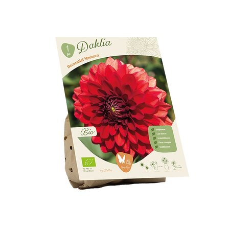 Bio dahlia dec menorca 1st