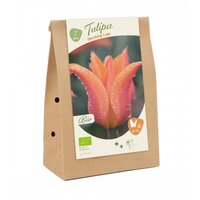 Bio - tulipa blushing lady 7st