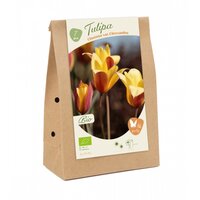 Bio - tulipa clusiana v chrys 7st