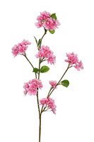 Bloesem l80cm donker roze