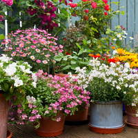 Buitencanvas 58x58cm bloemen in pot